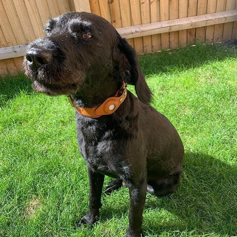 Leather AirTag Collar